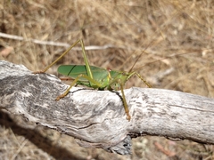 Terpandrus calperum