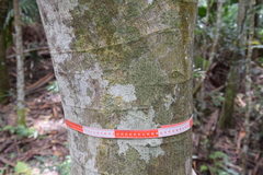 Ficus fraseri