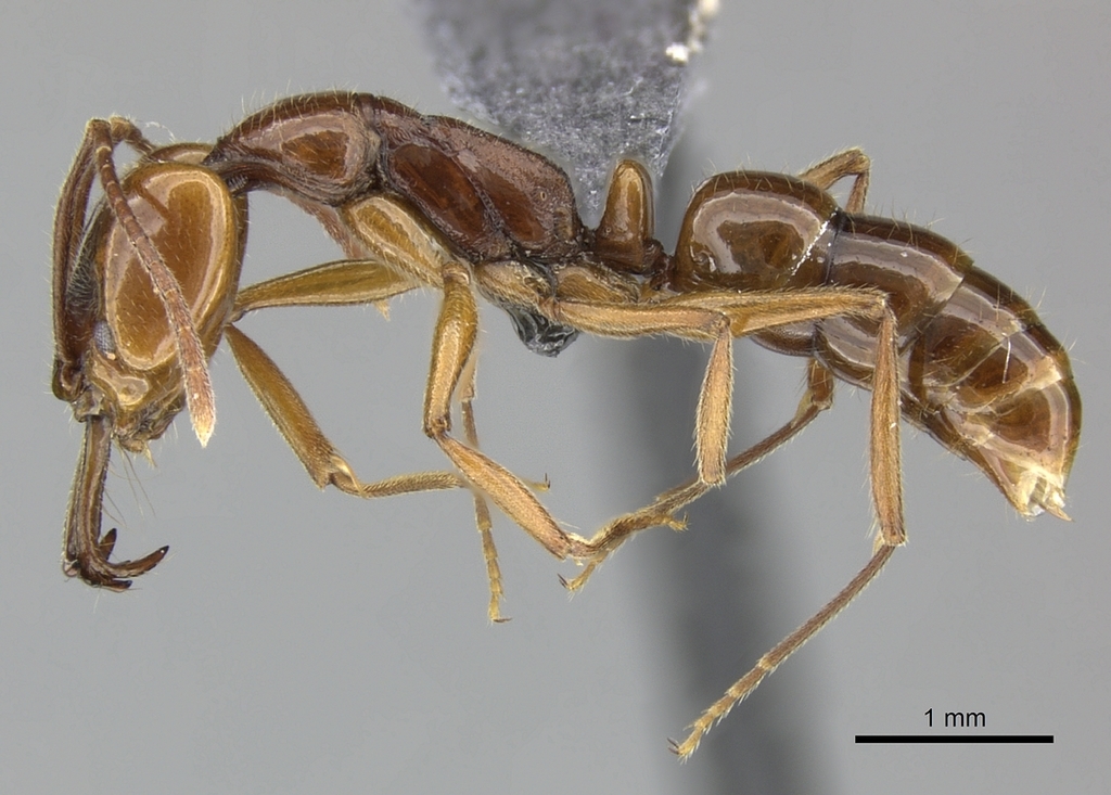 Anochetus ghilianii