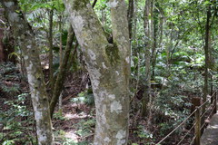 Ficus fraseri