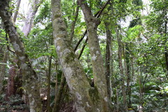 Ficus fraseri