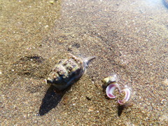 Zeacumantus lutulentus