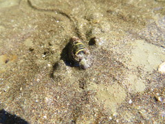 Zeacumantus lutulentus