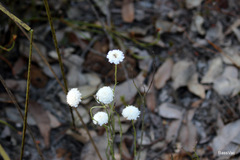 Trachymene grandis