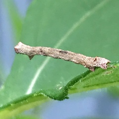 Lepidoptera