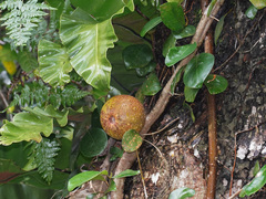 Ficus punctata