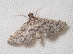 Voliba