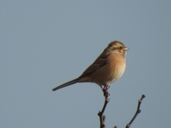 Emberiza cioides