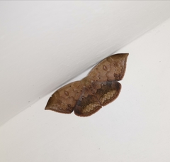 Lissoblemma lunuliferata