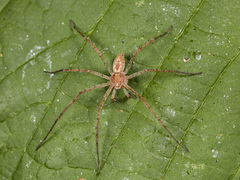 Philodromus longipalpis