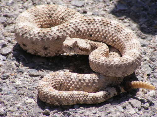 Photo of a Sidewinder (Crotalus cerastes)