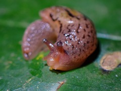 Ostracolethinae