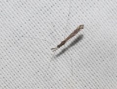 Empicoris rubromaculatus