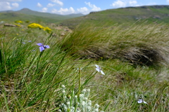Moraea dracomontana