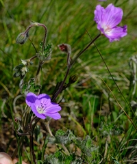 Geranium brycei