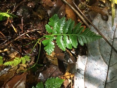 Davallia repens
