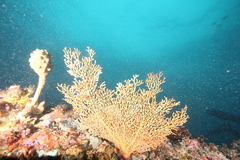 Melithaea