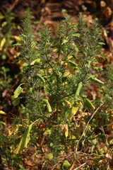 Haplanthodes verticillatus