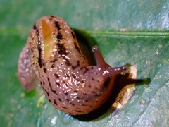 Ostracolethinae