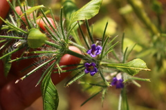 Haplanthodes verticillatus