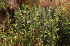 Haplanthodes verticillatus