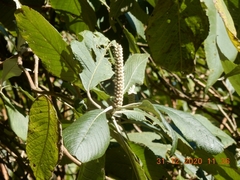 Leucosceptrum canum
