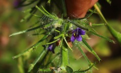Haplanthodes verticillatus