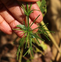 Haplanthodes verticillatus