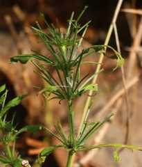 Haplanthodes verticillatus