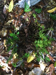 Davallia repens