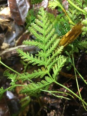 Davallia repens