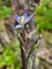 Thelymitra formosa