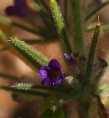 Haplanthodes verticillatus