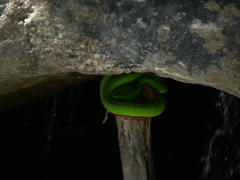 Trimeresurus popeiorum