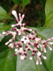 Chassalia curviflora