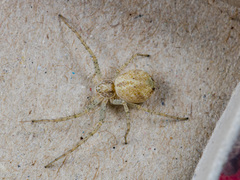 Philodromus longipalpis