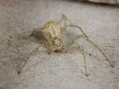 Philodromus longipalpis