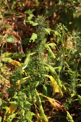 Haplanthodes verticillatus