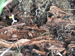 Tetramorium immigrans