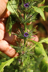 Haplanthodes verticillatus