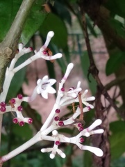 Chassalia curviflora