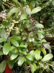 Chassalia curviflora