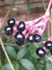 Chassalia curviflora