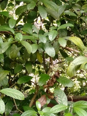 Chassalia curviflora