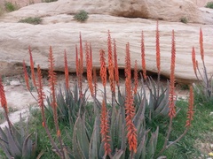 Aloe porphyrostachys