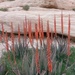 Aloe porphyrostachys - Photo (c) Claire Froelich, some rights reserved (CC BY-NC-ND), uploaded by Claire Froelich