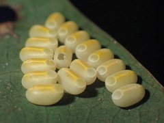 Marmessoidea rosea