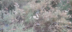 Tamarix aucheriana
