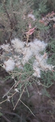 Tamarix aucheriana