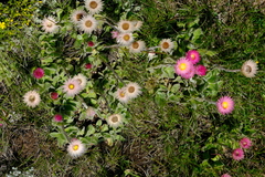 Helichrysum ecklonis